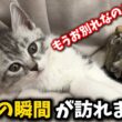 子猫について大切なお話がございます