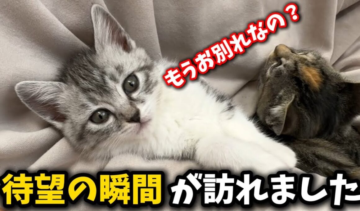 子猫について大切なお話がございます
