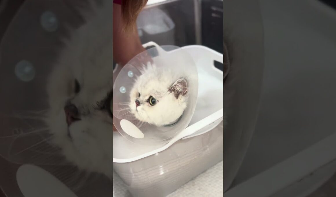 ペルシャのシュンくんが来てくれました　京都市南区　ペットサロンみぃ〜