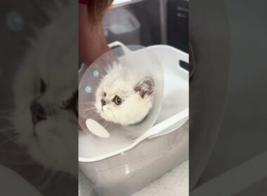 ペルシャのシュンくんが来てくれました　京都市南区　ペットサロンみぃ〜