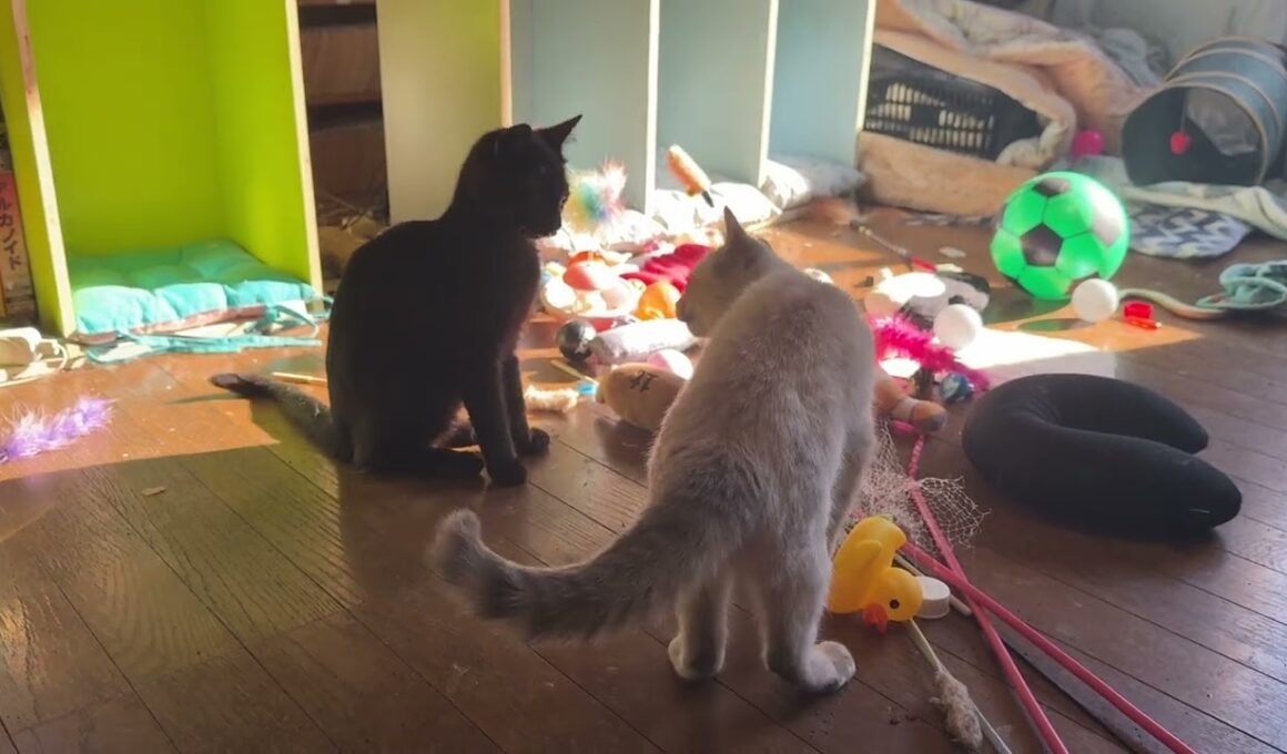 子ネコ対決。シャムの雫と黒猫の黒夢、戦いの鐘を鳴らした