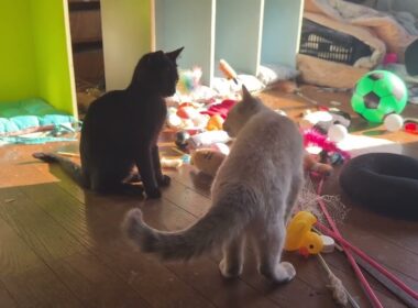 子ネコ対決。シャムの雫と黒猫の黒夢、戦いの鐘を鳴らした