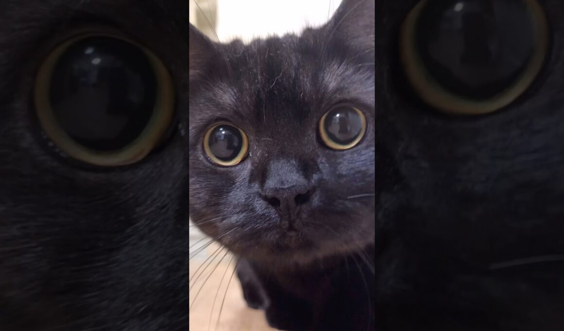 きゅるるんお目目に包まれて…#shorts #ねこ