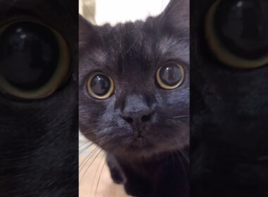 きゅるるんお目目に包まれて…#shorts #ねこ