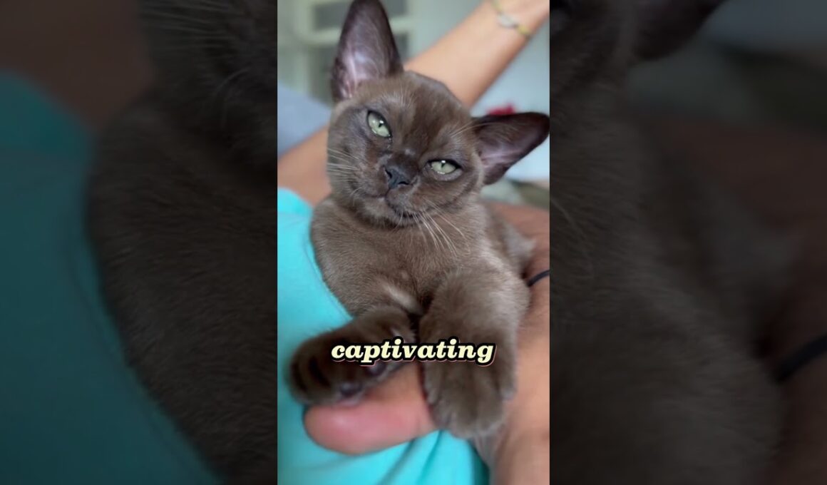 🐾 Meet the Stunning Burmese Cat: Your Perfect Companion! 😻