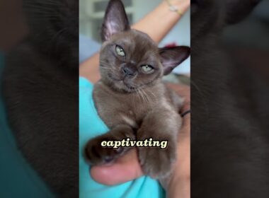 🐾 Meet the Stunning Burmese Cat: Your Perfect Companion! 😻