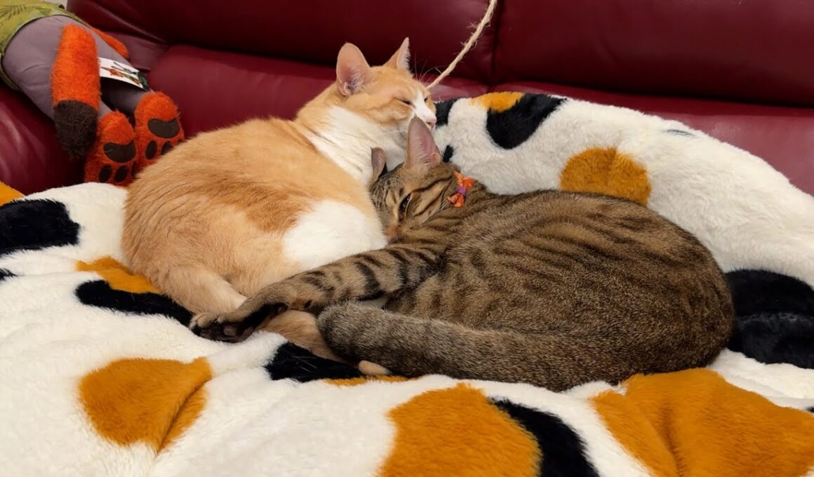 ティガーとロビンがラブラブする季節がやってきました。