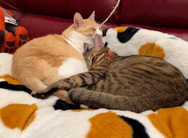 ティガーとロビンがラブラブする季節がやってきました。