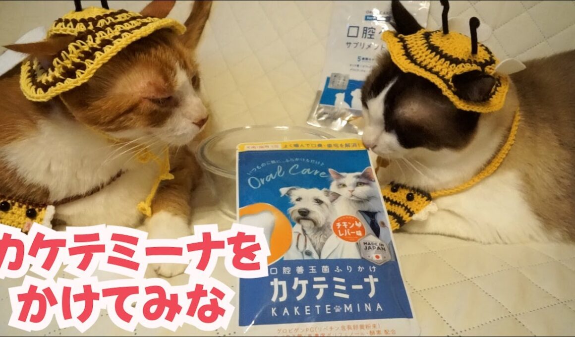 【歯磨きふりかけ】カケテミーナを猫のごはんにかけてみな Brushing your cat's teeth with supplements