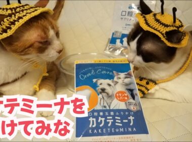 【歯磨きふりかけ】カケテミーナを猫のごはんにかけてみな Brushing your cat's teeth with supplements