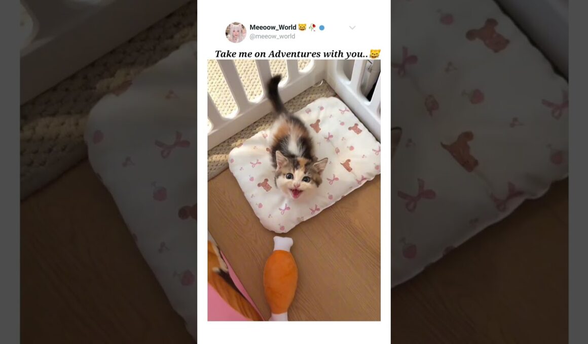 Cute kitty meow 😸  #cuteanimals #kitten #cutepets #pets #cutecats #cute #catmeow #catvideos #cutecat