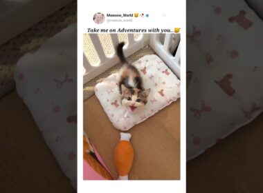 Cute kitty meow 😸  #cuteanimals #kitten #cutepets #pets #cutecats #cute #catmeow #catvideos #cutecat