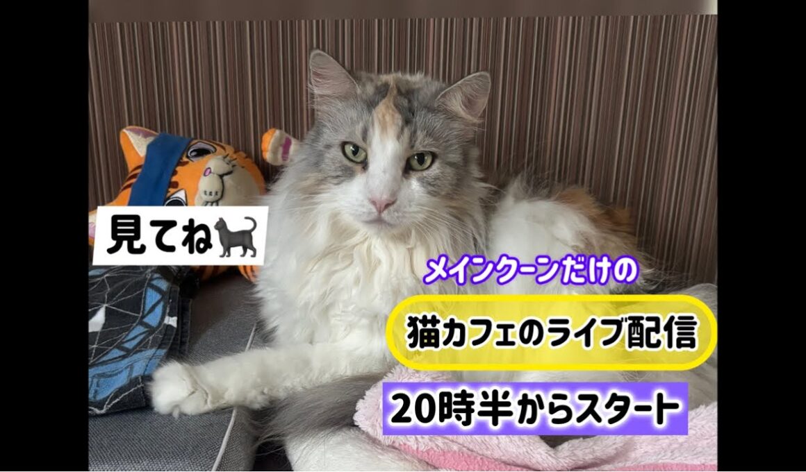 メインクーンだけの【猫カフェのライブ配信】#cat #cooncat #mainecat #もふもふ