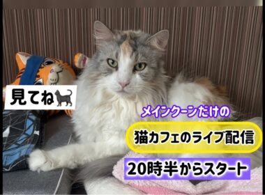 メインクーンだけの【猫カフェのライブ配信】#cat #cooncat #mainecat #もふもふ