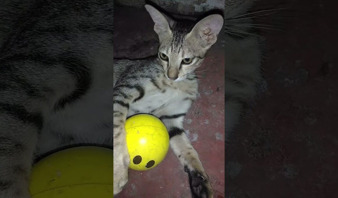 #EVERY HUMANS PROTECT ANIMALS | #I'm Not That Innocent 😇 | Every life matters.”