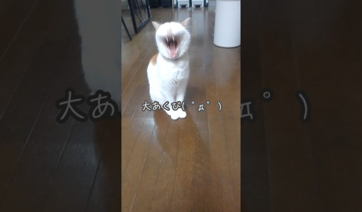 【寝ているシニア猫を撮影してみた】#ねこ #多頭飼い #保護猫 #ねこのいる生活 #shorts