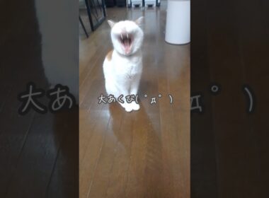 【寝ているシニア猫を撮影してみた】#ねこ #多頭飼い #保護猫 #ねこのいる生活 #shorts