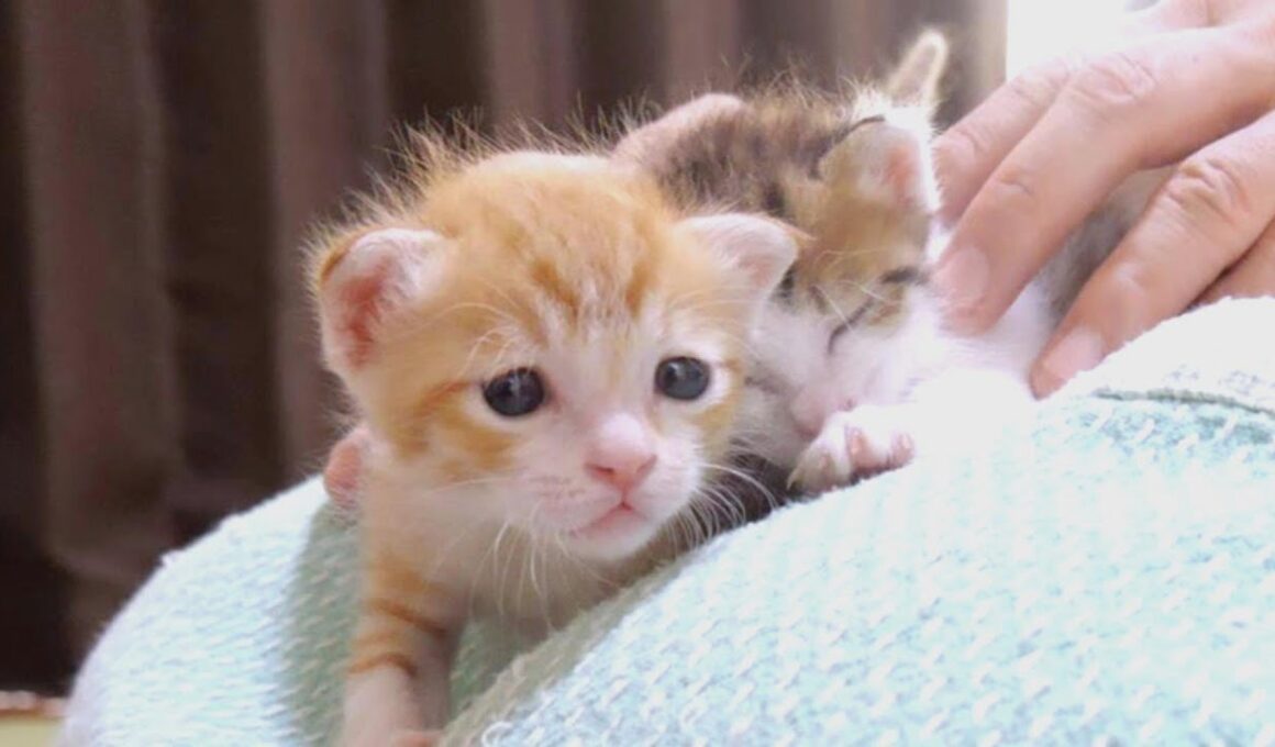 困り顔の子猫がずっと何かを訴えています【赤ちゃん猫　保護猫】