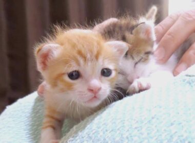 困り顔の子猫がずっと何かを訴えています【赤ちゃん猫　保護猫】