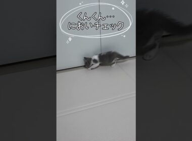 初めてのお部屋探索　#shorts #マンチカン #長足マンチカン #猫 #子猫