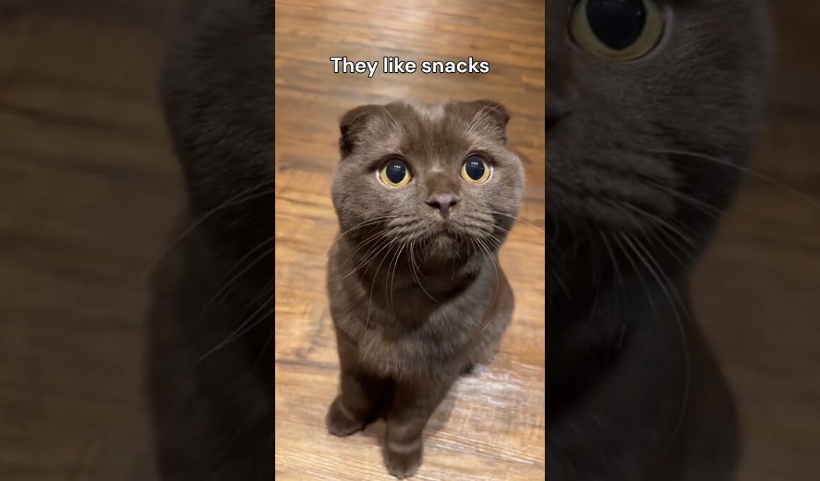 Top 5 reasons to get a brown cat 🤎