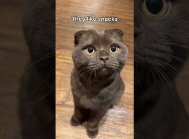 Top 5 reasons to get a brown cat 🤎