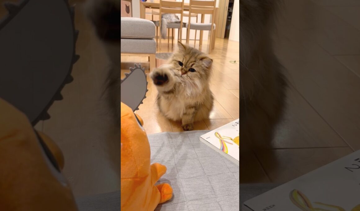 チェンソーが気になる猫 【サイベリアン】 #Shorts