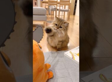 チェンソーが気になる猫 【サイベリアン】 #Shorts