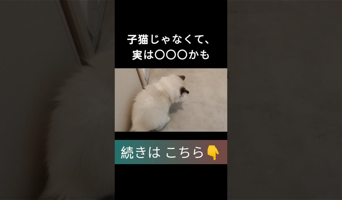 #shorts #ラグドール #子猫 #甘えん坊猫 #ぬいぐるみ猫 #もふもふ #ragdollcat