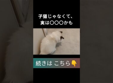 #shorts #ラグドール #子猫 #甘えん坊猫 #ぬいぐるみ猫 #もふもふ #ragdollcat