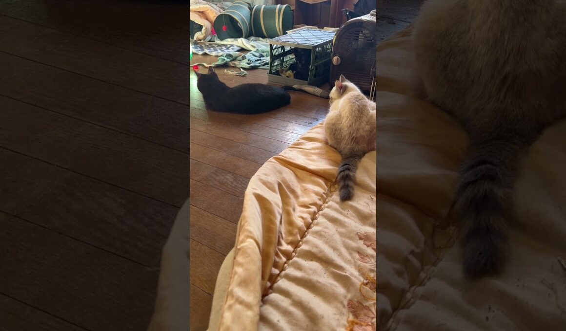 シャムの子ネコ雫「黒猫姉妹くーが、黒夢のシッポで遊んでる」と近づき