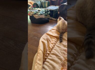 シャムの子ネコ雫「黒猫姉妹くーが、黒夢のシッポで遊んでる」と近づき