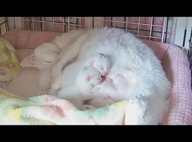 生後2日 生命力に満ち溢れている子猫たち&保護名つけました【白玉ちゃん日記#6】Kittens brimming with vitality.