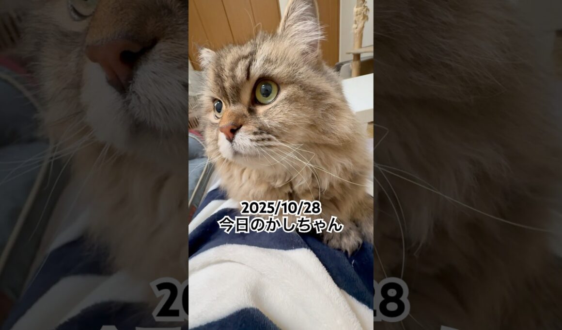 2025/10/28今日のかしちゃん #猫 #ペルシャ #カシス #cat #猫のいる暮らし
