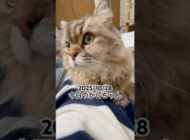 2025/10/28今日のかしちゃん #猫 #ペルシャ #カシス #cat #猫のいる暮らし