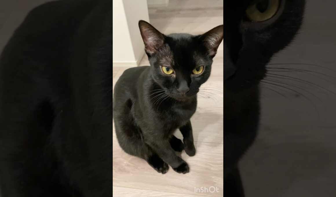 お返事する黒猫ボンベイ　#子猫 #cat #bombay #猫のいる暮らし #ねこのいる生活 #ねこ #ねこ動画 #かわいい #癒やし #ねこ好き