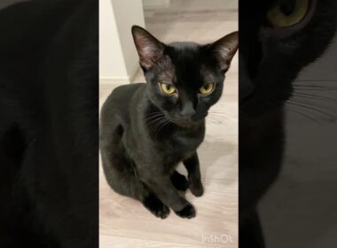 お返事する黒猫ボンベイ　#子猫 #cat #bombay #猫のいる暮らし #ねこのいる生活 #ねこ #ねこ動画 #かわいい #癒やし #ねこ好き