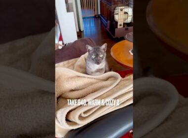 #今日はこんな気分 #猫あるある #ぬくだまるねこ #青森県の猫 #egyptianmaucat #エジプシャンマウ #エジプシャンマウスモーク #shorts