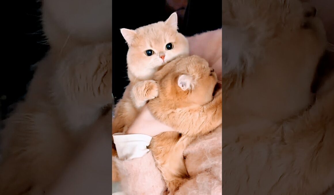 Cutest Kittens Ever 😹 Try Not to Laugh Challenge! #cutecat #funnycats #catshorts #kitten