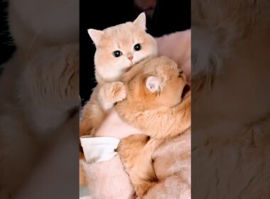 Cutest Kittens Ever 😹 Try Not to Laugh Challenge! #cutecat #funnycats #catshorts #kitten