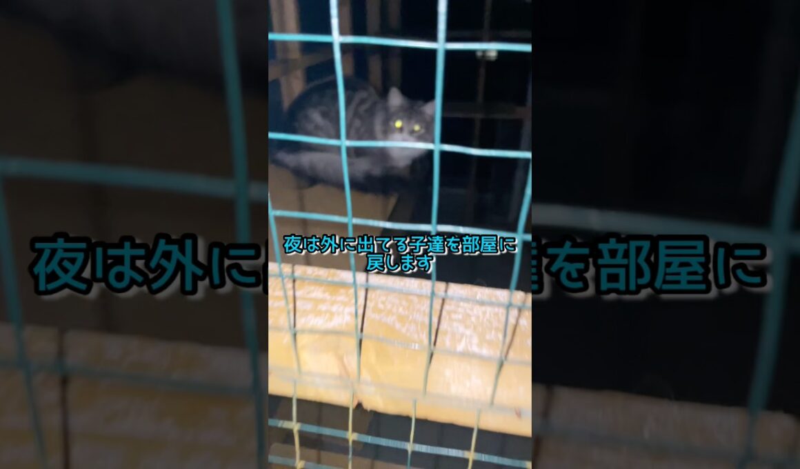 夜の戸締り#ノルウェージャンフォレストキャット #norwegianforestcat #猫#cat