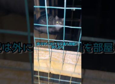 夜の戸締り#ノルウェージャンフォレストキャット #norwegianforestcat #猫#cat
