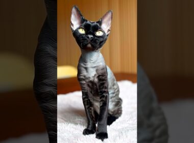 Charming Devon Rex Cat with Golden Eyes ✨ A Portrait of Playful Elegance #catlab