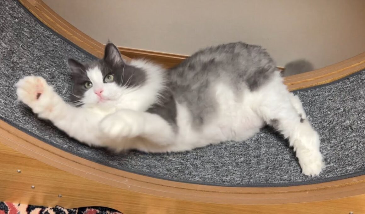 【かわいい❤︎】モコモコシャールと、ヨチヨチショーヘイ!!!ノルウェージャンフォレストキャットとターキッシュアンゴラ