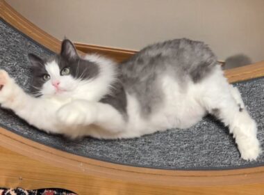 【かわいい❤︎】モコモコシャールと、ヨチヨチショーヘイ！！！ノルウェージャンフォレストキャットとターキッシュアンゴラ