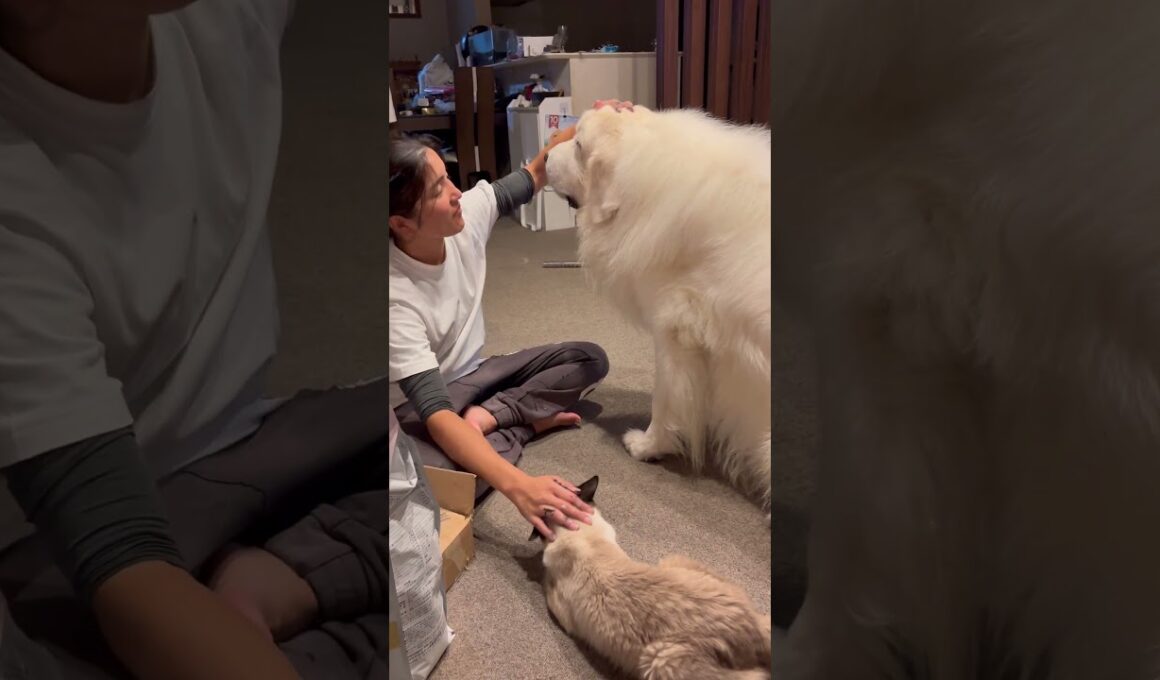 ピレニーズじゃなくて…  ラグドールだよね😂