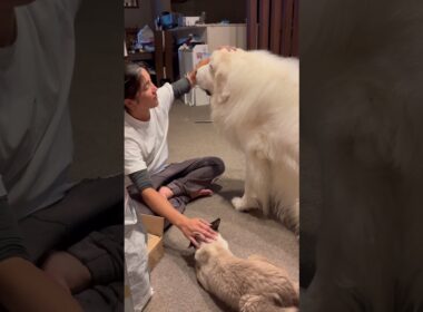 ピレニーズじゃなくて…  ラグドールだよね😂