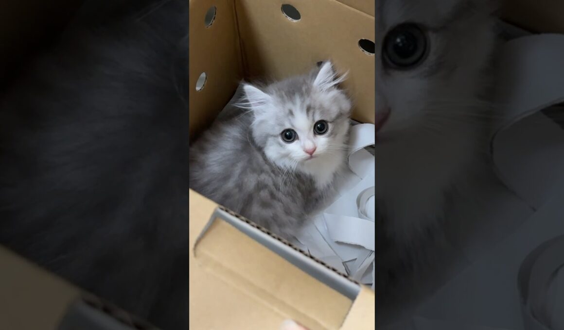 我が家に子猫がやってきた！#子ネコ ぽこ太郎 #うま次郎 #しろがね丸 #はじめまして #新しい家族 #子猫