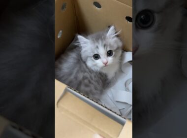 我が家に子猫がやってきた！#子ネコ ぽこ太郎 #うま次郎 #しろがね丸 #はじめまして #新しい家族 #子猫