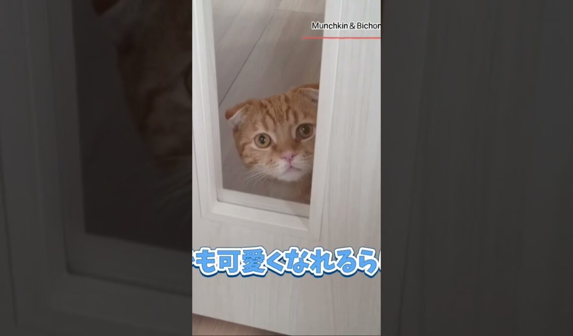 【マンチカン】ドアのガラスから覗く短足猫 【犬と猫、両方飼ってると毎日かわいい♥】